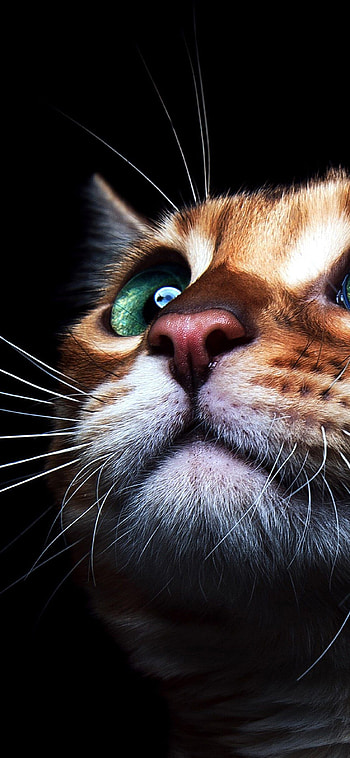 Whiskers, Cats HD phone wallpaper