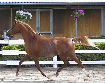 arabian galloping (For Wolfluv4), around, arabian, horse, galloping HD wallpaper