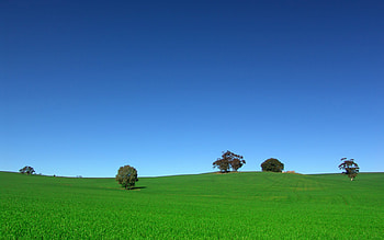 Grassland, Lush greenery, Serene countryside, Captivating HD wallpaper