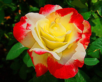 Tri-colored beauty, rose, white, yellow green leaves, red, bloom, beauty HD wallpaper
