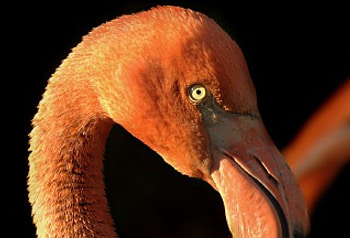 flamingo, birds, vienna, flamingos, zoo HD wallpaper