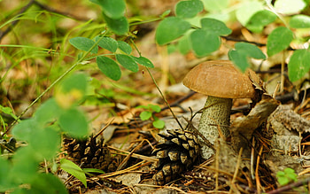 Brown mushroom, Grass backdrop, Macro graphy, Serene atmosphere HD wallpaper