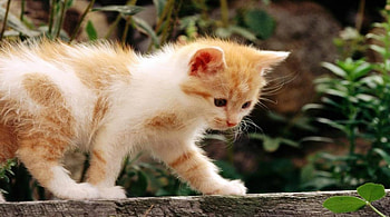 walking the straight and narrow, sweet, cute, cat, adorable HD wallpaper