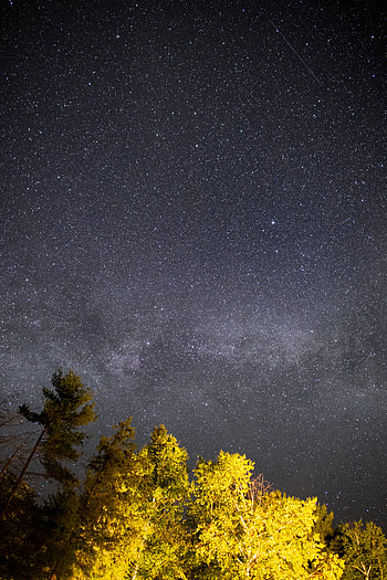 Trees, Stars, Night, Dark, Starry Sky HD phone wallpaper