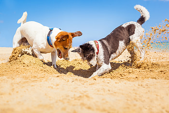 Playful Jack Russell Terriers in on Sandy Beach, Animal, jack russell terrier HD wallpaper