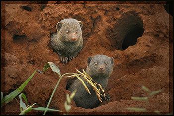 DWARF MONGOOSE, two, wildlife, mongoose, rodent, wild HD wallpaper