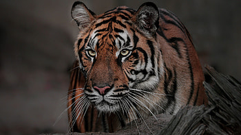 Tiger With Stare Look Is Sitting In Blur Background Near Tree Trunk Tiger HD wallpaper