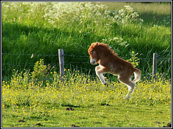A little frisky, miniature, horse, playing, brown and white, frisky, jumping, colt HD wallpaper