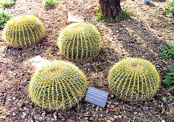 Golden Barrel Cactus, arizona, phoenix, papago park, desert botanical garden, cactus HD wallpaper