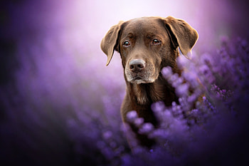 Chocolate Labrador retriever, Rich brown coat, Loyal and friendly, Perfect family pet HD wallpaper