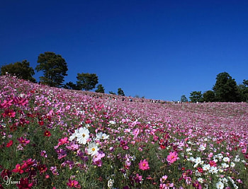 field in cosmos, cosmos, field HD wallpaper