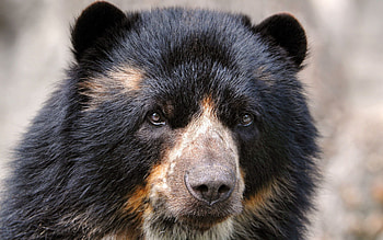 Animals, Sight, Opinion, Nose, Wool, Spectacled Bear HD wallpaper