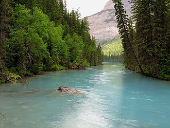 Robson River near Kinney Lake, trees, river, robson, sky HD wallpaper