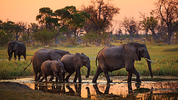 Okavango Delta, Springbok expeditions, African wilderness, Nature's beauty HD wallpaper