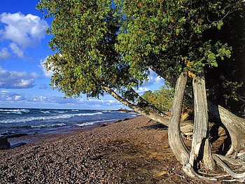 tree and ocean, ocean, tree HD wallpaper