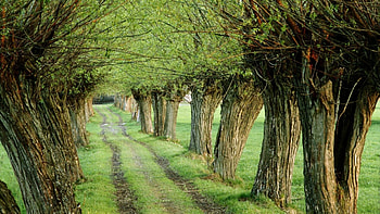 Nature Lane, landscapes, trees, grass, nature, forests HD wallpaper