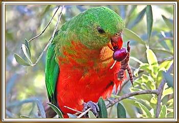 FRAMED BIRD., NATURE, , BIRD, FRAMED HD wallpaper