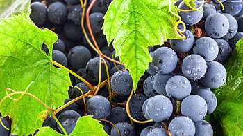 Mature grape clusters, Vibrant green leaves, Incredible , Natural beauty HD wallpaper