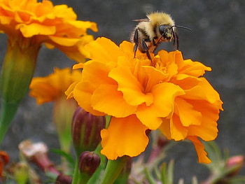 Stopping For a Little Taste, marigold, stem, bee, flower HD wallpaper