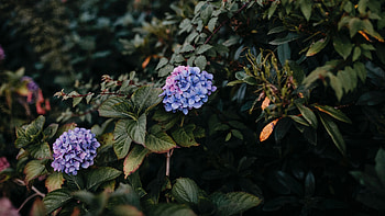 Flowers, Leaves, Bush, Hydrangea HD wallpaper
