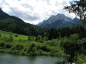 Zelenci, grass, zelenci, tree HD wallpaper