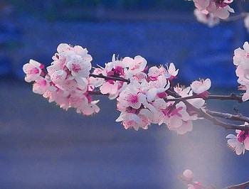 Blue skies and blooms, blue, branch, sky, blossoms HD wallpaper