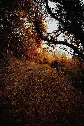 Nature, Trees, Autumn, Bush, Forest, Slope HD phone wallpaper