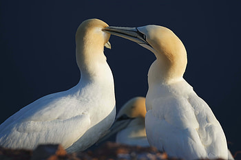 Animals, Love, Bird, Couple, Pair, Care, Tenderness HD wallpaper