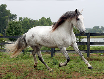 Majestic Walk, spanish, andalusian, horses, grey HD wallpaper