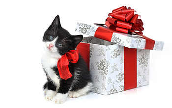 Animals, Holidays, Cats HD wallpaper