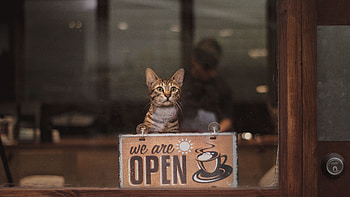 Coffee, Words, Cat, Inscription, Open, It's Open HD wallpaper