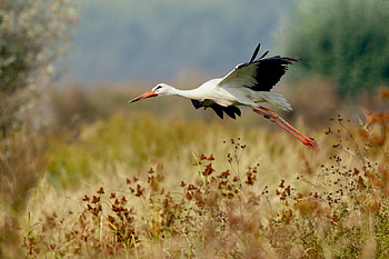 Stork, Stunning visuals, Nature-inspired, High-definition HD wallpaper