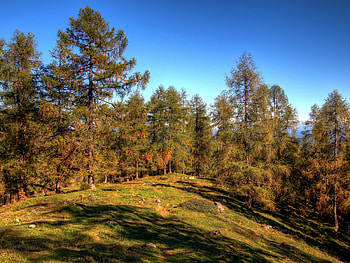 Nature, Trees, Forest, Ate HD wallpaper