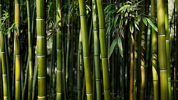Green trees, forest, bamboo HD wallpaper