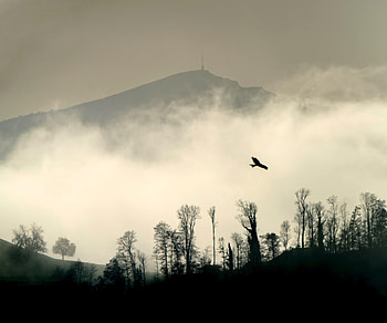 Nature, Trees, Mountain, Silhouette, Bird, Cloud HD wallpaper