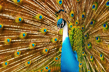 Peacock, pasari, paun, blue, bird, nature, orange HD wallpaper