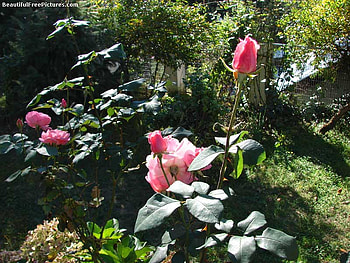 PINK ROSE GARDEN, garden, pink, roses, beauty HD wallpaper