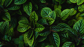 Green Leaves Tree Branches Nature HD wallpaper