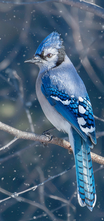 Blue jay bird HD phone wallpaper