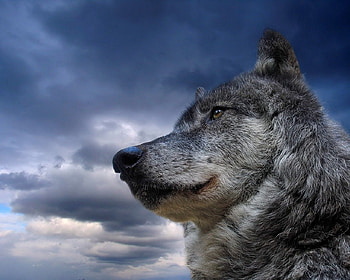 Beautiful Wolf, sky, wild, tail, wolf HD wallpaper