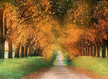 Road side Trees, road side, , trees, autumn, beautiful HD wallpaper