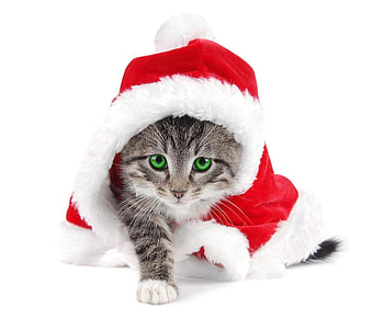 Santa Kitty, holiday, kitty, snow, christmas HD wallpaper