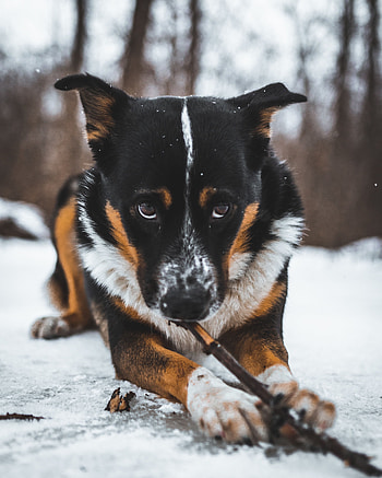 Animals, Snow, Dog, Pet, Sight, Opinion HD phone wallpaper