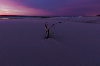 Tree Branch White Sand , tree, nature HD wallpaper
