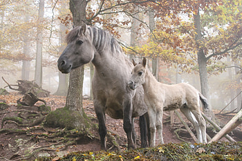 Animals, Trees, Horses, Light, Forest, Light Coloured HD wallpaper