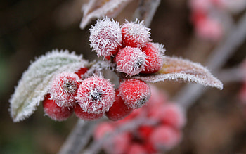 Macro, Branch, Hoarfrost, Frost, Rowan, Frosty HD wallpaper
