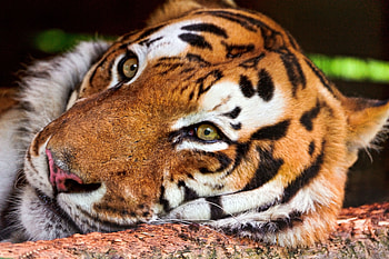 Animals, Muzzle, Predator, Big Cat, Tiger HD wallpaper