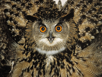 Animals, Birds, Owl HD wallpaper