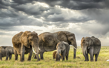 elephants, wildlife, evening, sunset, elephant family, little elephant, Africa HD wallpaper