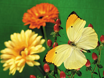 Plants, Butterflies, Flowers HD wallpaper
